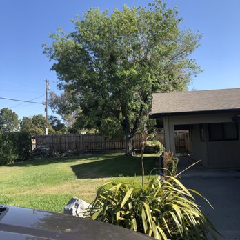 Monticello Tree Service - Before - Tree Services Near Me Monticello Tree Service - Before - Tree Services Near Me