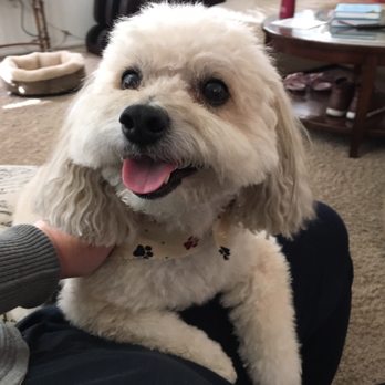 Got Dogs Grooming - Pet Groomers Near Me - Vail, Arizona