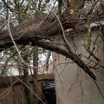 Care Tree Care - Tree Services Near Me Care Tree Care - Tree Services Near Me