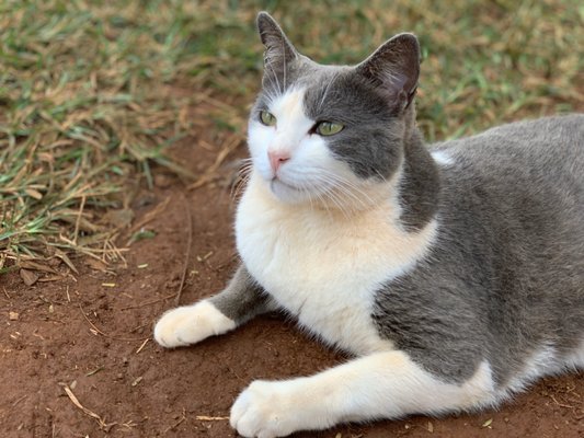 LANAI CAT SANCTUARY - 335 Photos & 105 Reviews - Yelp
