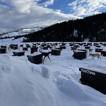 Jackson Hole Iditarod Sled Dog Tours - This was where the dogs lived when they weren't working. A small dog house, they were attached to a 3 foot chain along with 200 other dogs. - Tours Near Me - Jackson, Wyoming