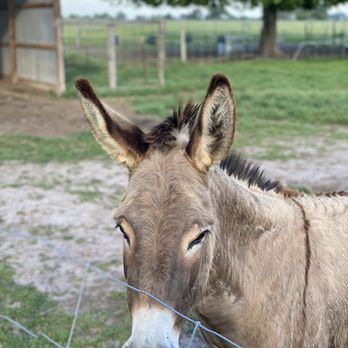 Blue Mule Winery - Donkey - Wineries Near Me - Fayetteville, Texas