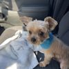 Woofs Pet Salon gift card
