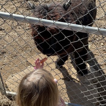 Canzelle Alpacas - Farms Near Me - Carpinteria, California Canzelle Alpacas - Farms Near Me - Carpinteria, California
