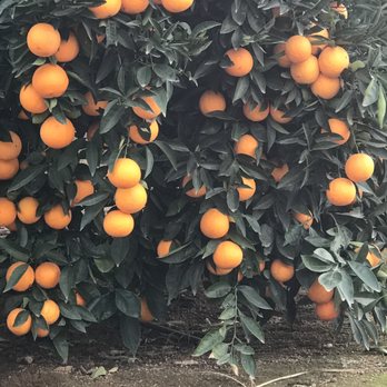 California Citrus State Historic Park - Parks Near Me - Riverside, California California Citrus State Historic Park - Parks Near Me - Riverside, California