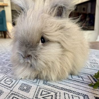 Bunny World Foundation - Naya and Rei - Community Service/Non-Profit Near Me - Los Angeles, California