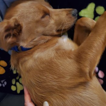 Adopt a pet - Pet Adoption Near Me - Claremont, California