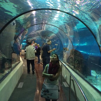 L'Aquàrium Barcelona - You're basically paying 20€ to go through this tunnel. Pretty cool but overall a ripoff. - Aquariums Near Me - Barcelona, B L'Aquàrium Barcelona - You're basically paying 20€ to go through this tunnel. Pretty cool but overall a ripoff. - Aquariums Near Me - Barcelona, B