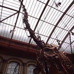 Huge dinosaur set inside the museum Huge dinosaur set inside the museum