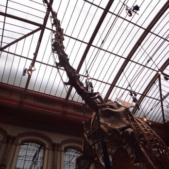 Museum für Naturkunde - Huge dinosaur set inside the museum - Museums Near Me - Berlin, BE Museum für Naturkunde - Huge dinosaur set inside the museum - Museums Near Me - Berlin, BE
