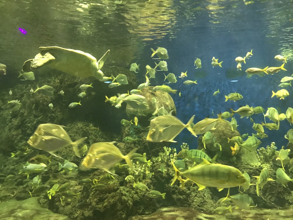 TURTLE REEF AT SEA WORLD 71 Photos & 11 Reviews 500 Sea World Dr, San Diego, California