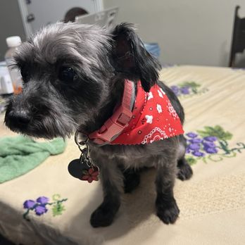 Puppy Salon - After - Pet Groomers Near Me - Whittier, California Puppy Salon - After - Pet Groomers Near Me - Whittier, California