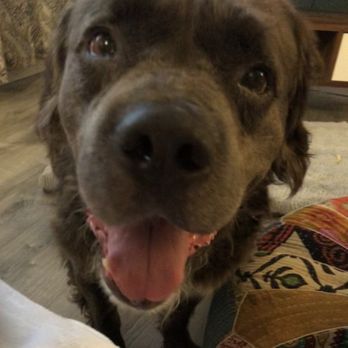 Milo Foundation - J - Pet Adoption Near Me - Point Richmond, California