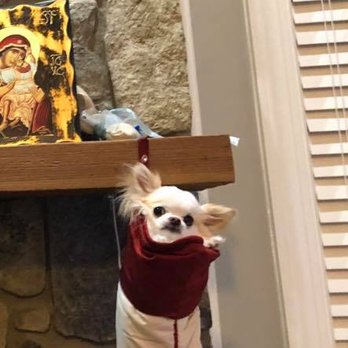 Rainbow Bridge Pet Services - Omega in Christmas Stocking - Pet Cremation Services Near Me - Lovettsville, Virginia