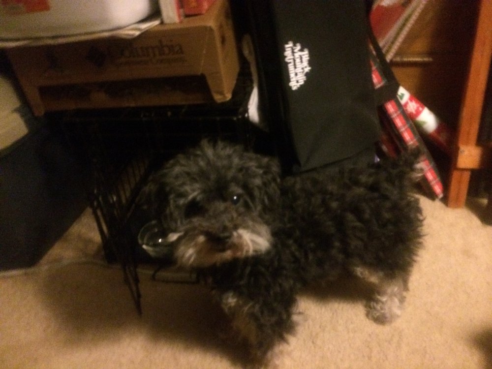 At Your Home Pet Sitting LLC Image