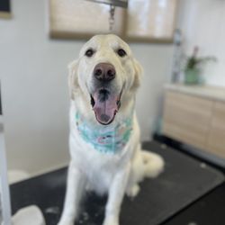 South County Grooming