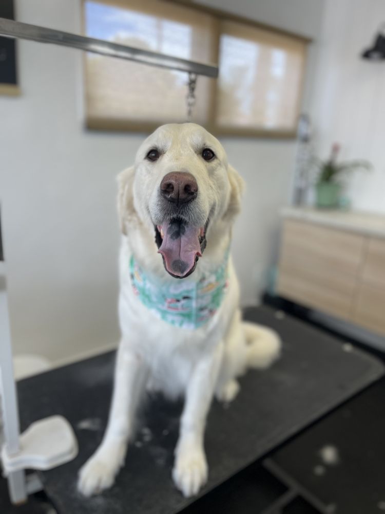 SOUTH COUNTY GROOMING - Updated June 2026 - 43 Photos & 14 Reviews ...