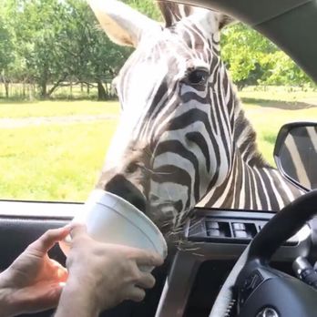 Alabama Safari Park - Zoos Near Me - Hope Hull, Alabama