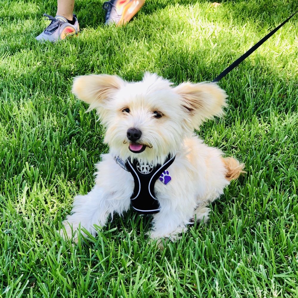 Grooming By V - Before - Pet Groomers Near Me - Alhambra, California Grooming By V - Before - Pet Groomers Near Me - Alhambra, California
