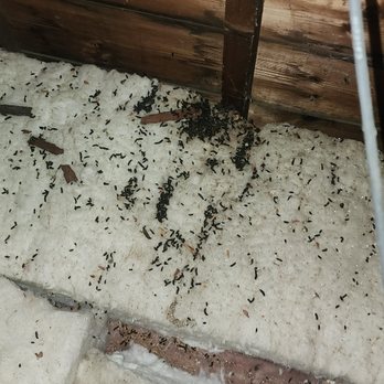 Pierson Nuisance Wildlife Removal - Inspection - Wildlife Control Near Me Pierson Nuisance Wildlife Removal - Inspection - Wildlife Control Near Me