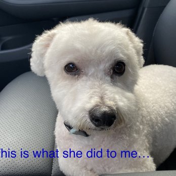 Salty Paws Grooming Studio - Pet Groomers Near Me - Huntington Beach, California