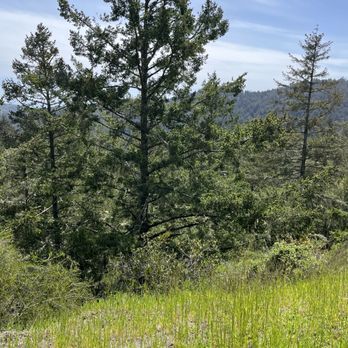 Mount Tamalpais State Park - Parks Near Me - Mill Valley, California Mount Tamalpais State Park - Parks Near Me - Mill Valley, California