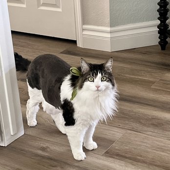 A Cut Above Pet Salon - Ernesto with his fresh Lions Cut - Pet Groomers Near Me - La Verne, California A Cut Above Pet Salon - Ernesto with his fresh Lions Cut - Pet Groomers Near Me - La Verne, California