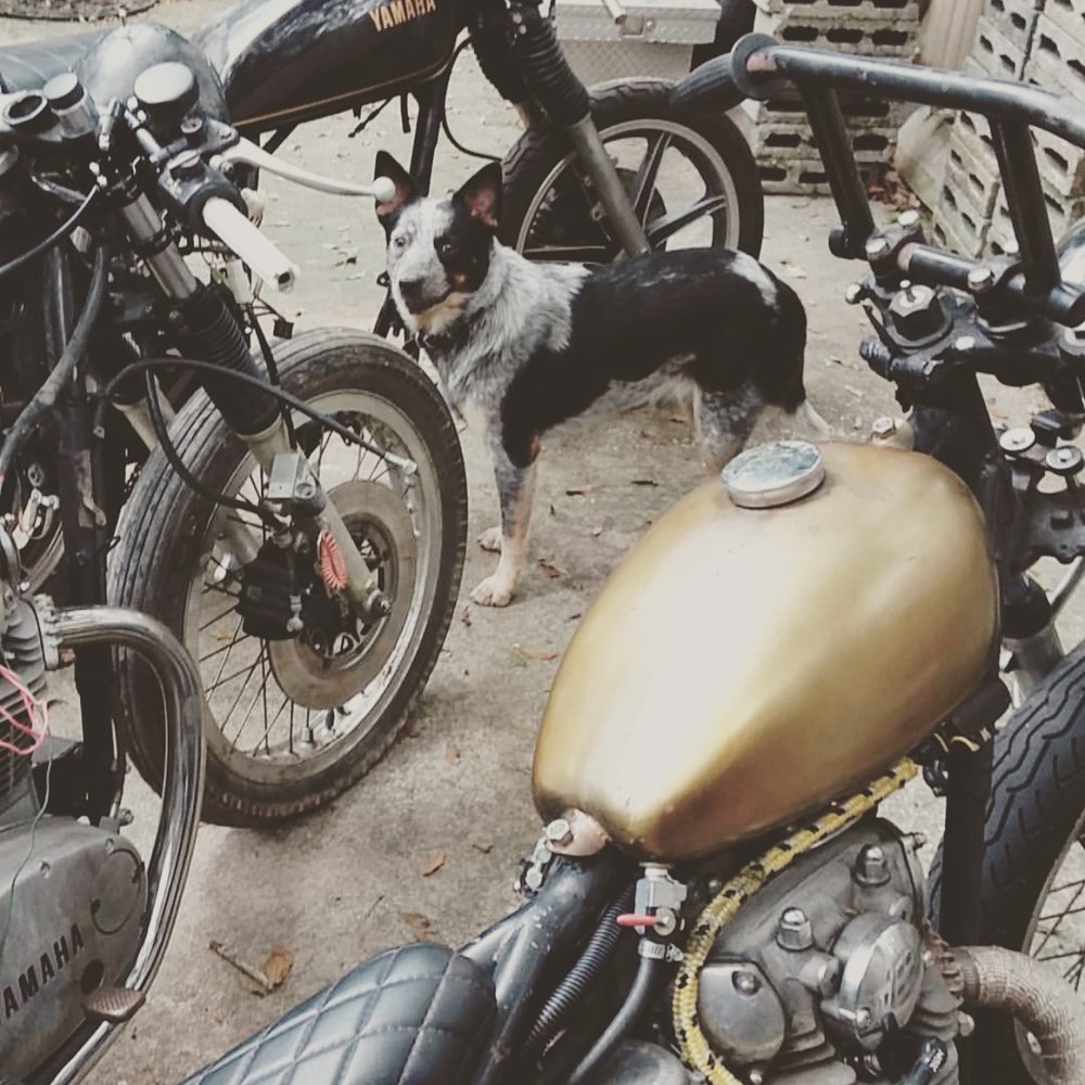 BOLD CITY CYCLES Jacksonville, Florida Motorcycle Gear Phone