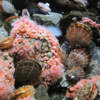 Shaw Centre for the Salish Sea - Aquariums Near Me - Sidney, British Columbia