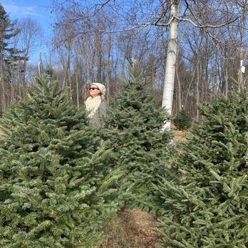 Evergreen Farm - Christmas Trees Near Me - Sterling, Massachusetts