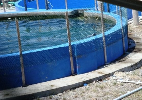 Miami Seaquarium by null