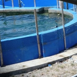 Miami Seaquarium - Old, small tank with several young dolphins