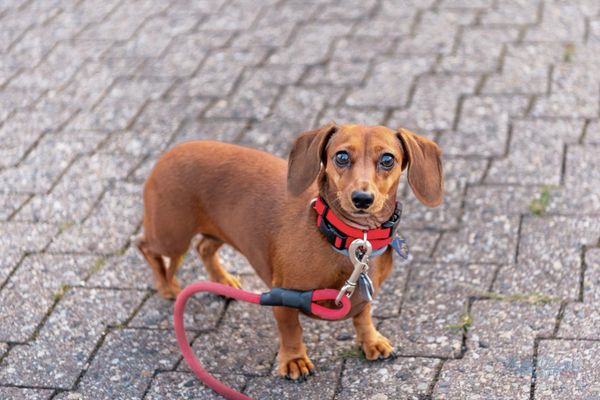 Newbridge Cafe by null