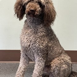 Doran's Canine College