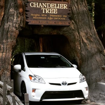 Drive-Thru Tree - My Prius in another tree - Parks Near Me - Leggett, California Drive-Thru Tree - My Prius in another tree - Parks Near Me - Leggett, California