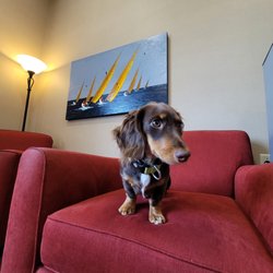 Creekside Dental - Charlie is here most Wednesdays and Thursdays to greet and comfort our patients!