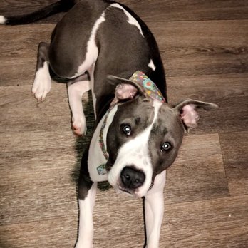 Grateful Pets - Pet Groomers Near Me - Charlotte, North Carolina