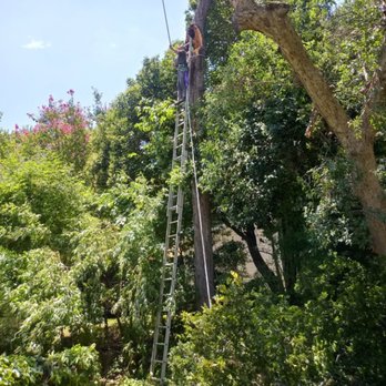 Cecil's Tree Service - huge cedar elm broke in half about 40 ft up could not get the bucket truck close enough to use it - Tree Services Near Me Cecil's Tree Service - huge cedar elm broke in half about 40 ft up could not get the bucket truck close enough to use it - Tree Services Near Me
