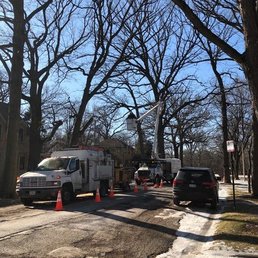 The team of 3 trimming my trees in Feb 2019