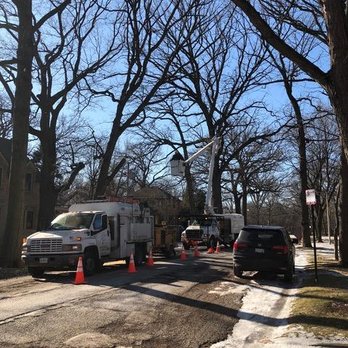 The Davey Tree Expert Company - The team of 3 trimming my trees in Feb 2019 - Tree Services Near Me - Chicago, Illinois