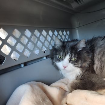 Monarch Veterinary Hospital - Elsa on her way home from the vet. - Veterinarians Near Me - South Jordan, Utah Monarch Veterinary Hospital - Elsa on her way home from the vet. - Veterinarians Near Me - South Jordan, Utah