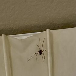 Comfort Suites - Spider