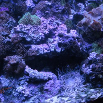 Seascape Aquatics - Pet Stores Near Me - Colorado Springs, Colorado