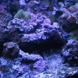 Seascape Aquatics