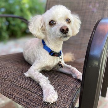 Royal Pets - Oliver with his fancy new style - Pet Groomers Near Me