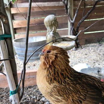 Porter Creek Vineyards - Little chicken was making all kinds of noise. He just wanted some attention ;) - Wineries Near Me - Healdsburg, California Porter Creek Vineyards - Little chicken was making all kinds of noise. He just wanted some attention ;) - Wineries Near Me - Healdsburg, California