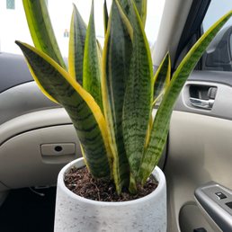 Our cute lil snake plant