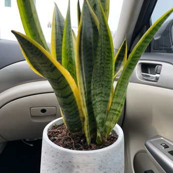 The Home Depot - Our cute lil snake plant - Nurseries & Gardening Near Me - Tacoma, Washington