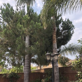 MGL Landscaping - Palm trimming (after) 8/22/2020 Pic #5 - Landscaping Near Me - Oxnard, California MGL Landscaping - Palm trimming (after) 8/22/2020 Pic #5 - Landscaping Near Me - Oxnard, California