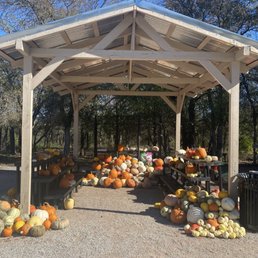 Free gourds/pumpkins